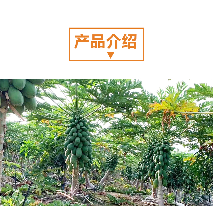 15KG木瓜A203詳情頁(yè)_02