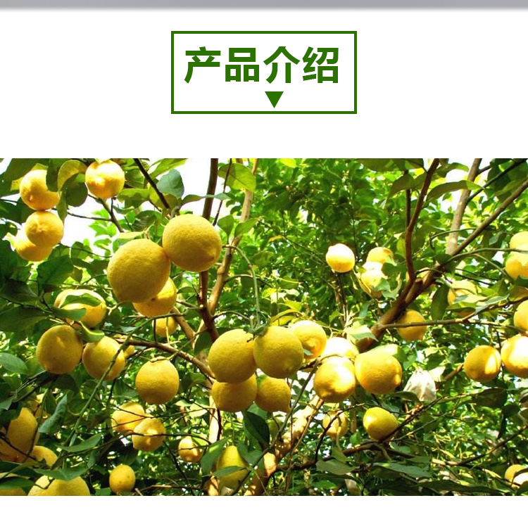 15KG黄柠檬原粉A803详情页_02
