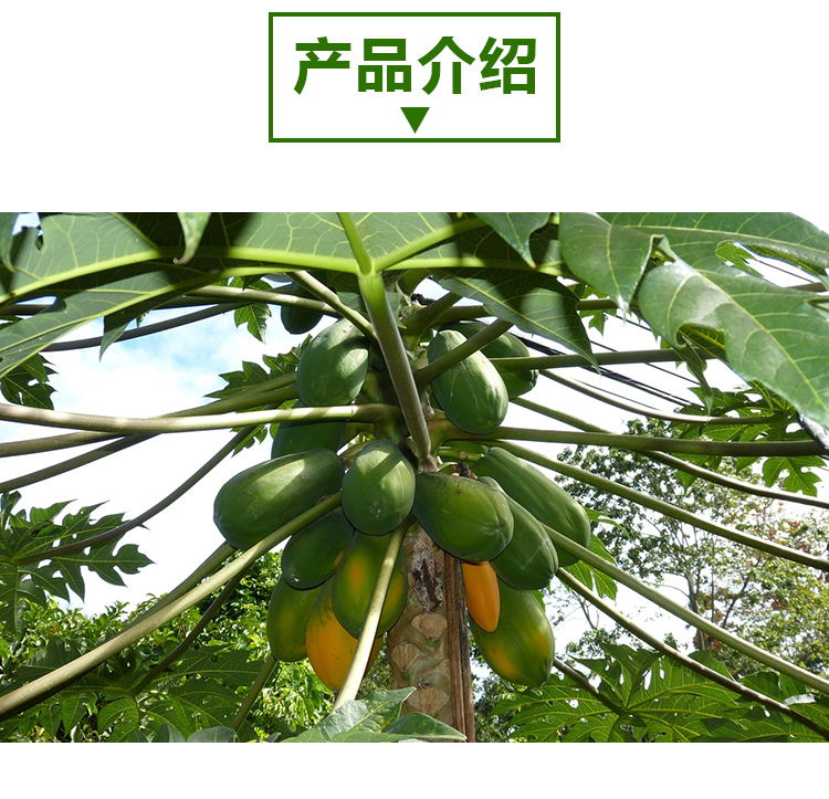 木瓜粉详情页_02