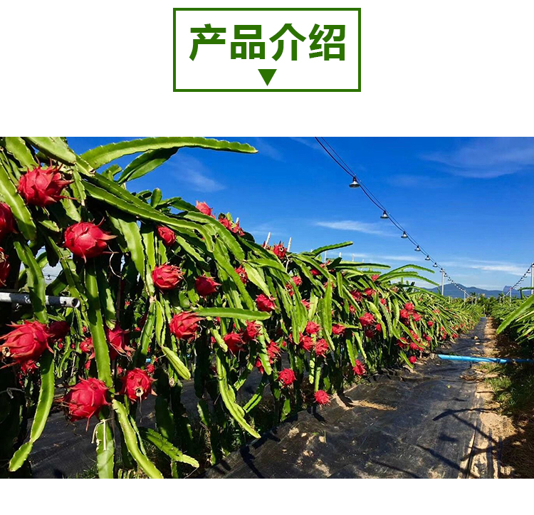 火龙果粉详情页_02