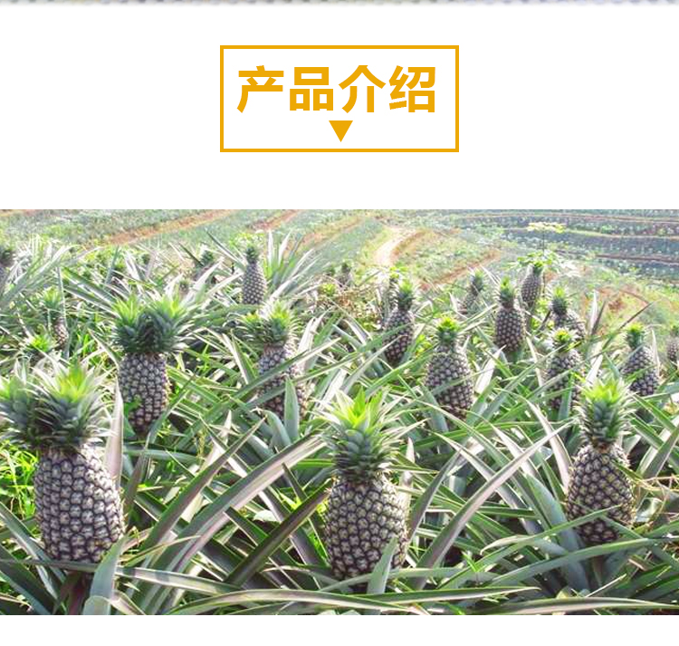15KG菠萝A403详情页_02
