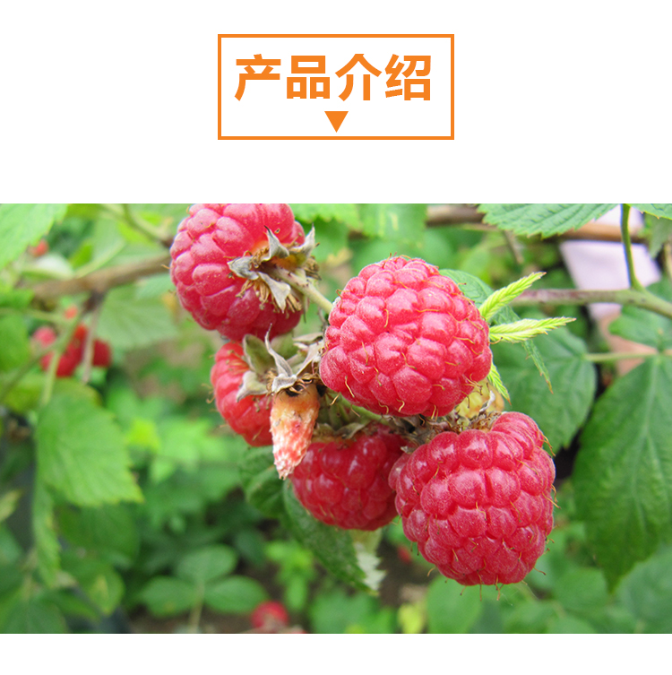 15KG树莓原粉详情页_02