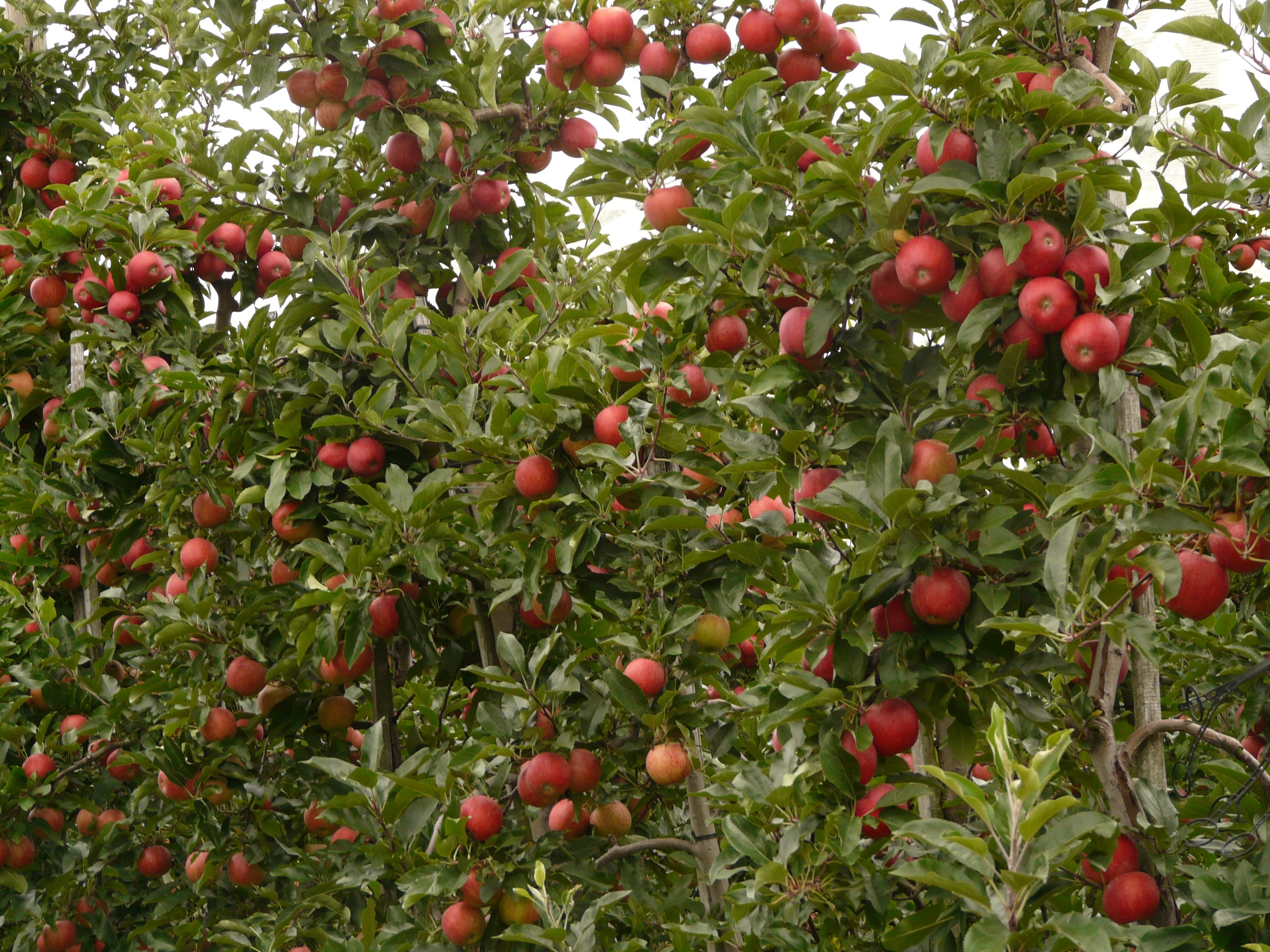 apple-plantation-59903